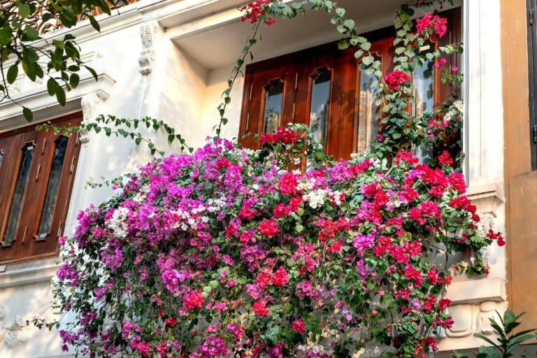 fiori da balcone