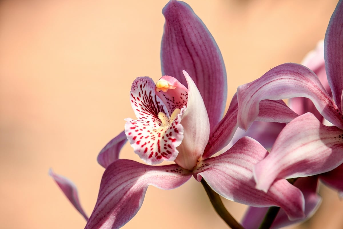 piante che purificano ambiente